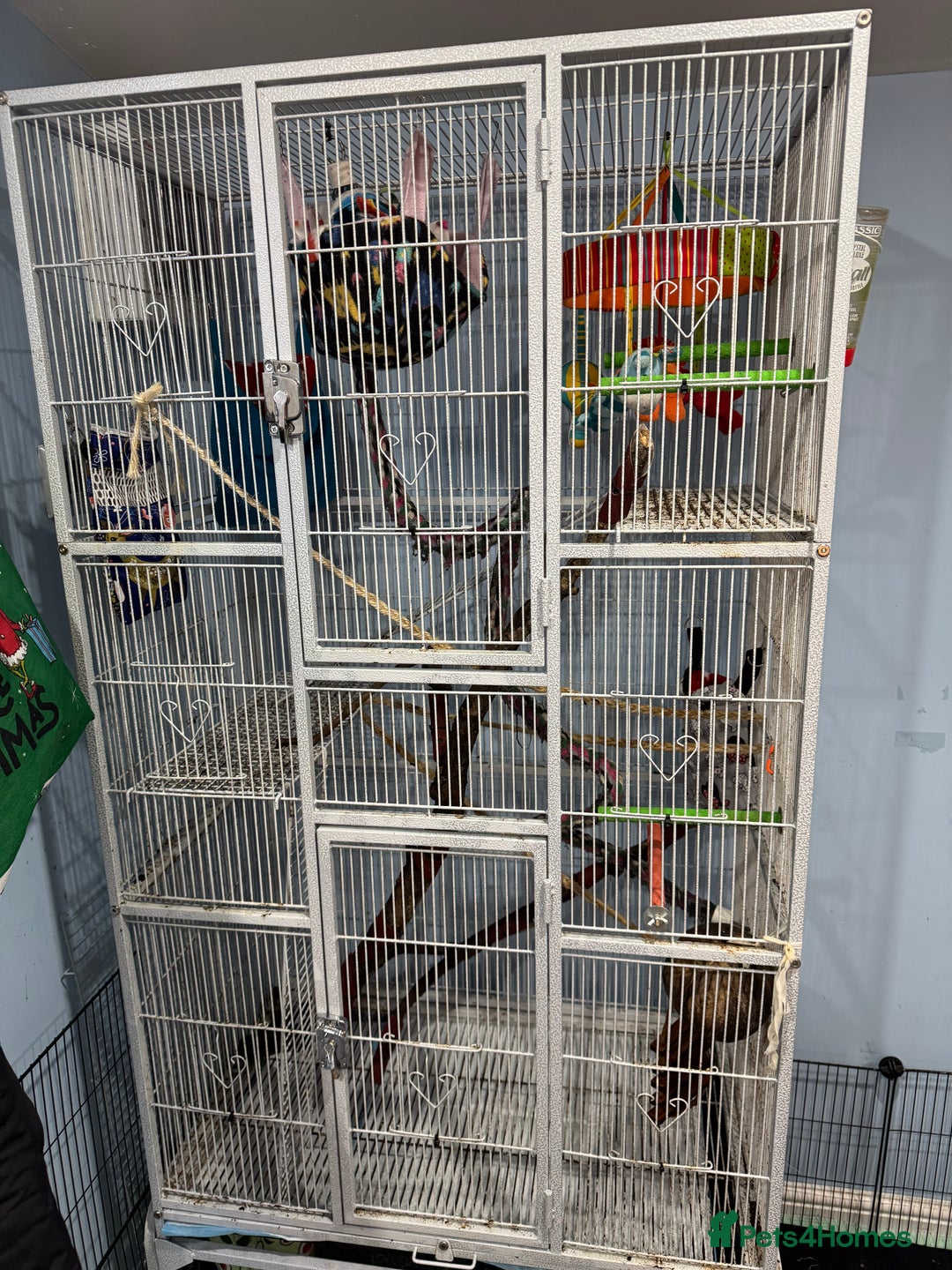 Sugar Glider rodents for sale: Sugar glider for sale - Advert 3