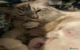 Ragdoll cats for sale: GCCF Registered Ragdolls  - Image 18