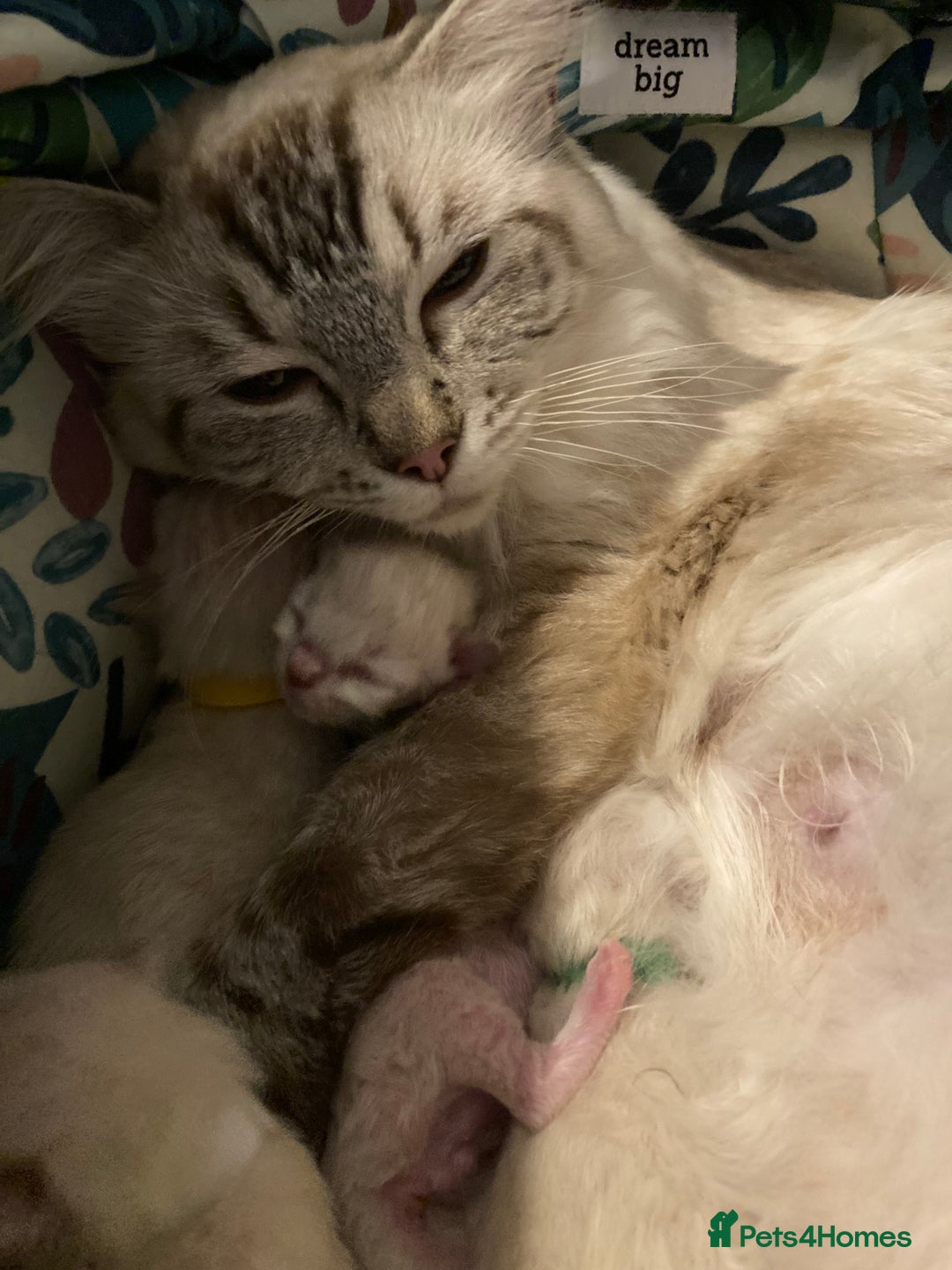 Ragdoll cats for sale: GCCF Registered Ragdolls  - Image 18