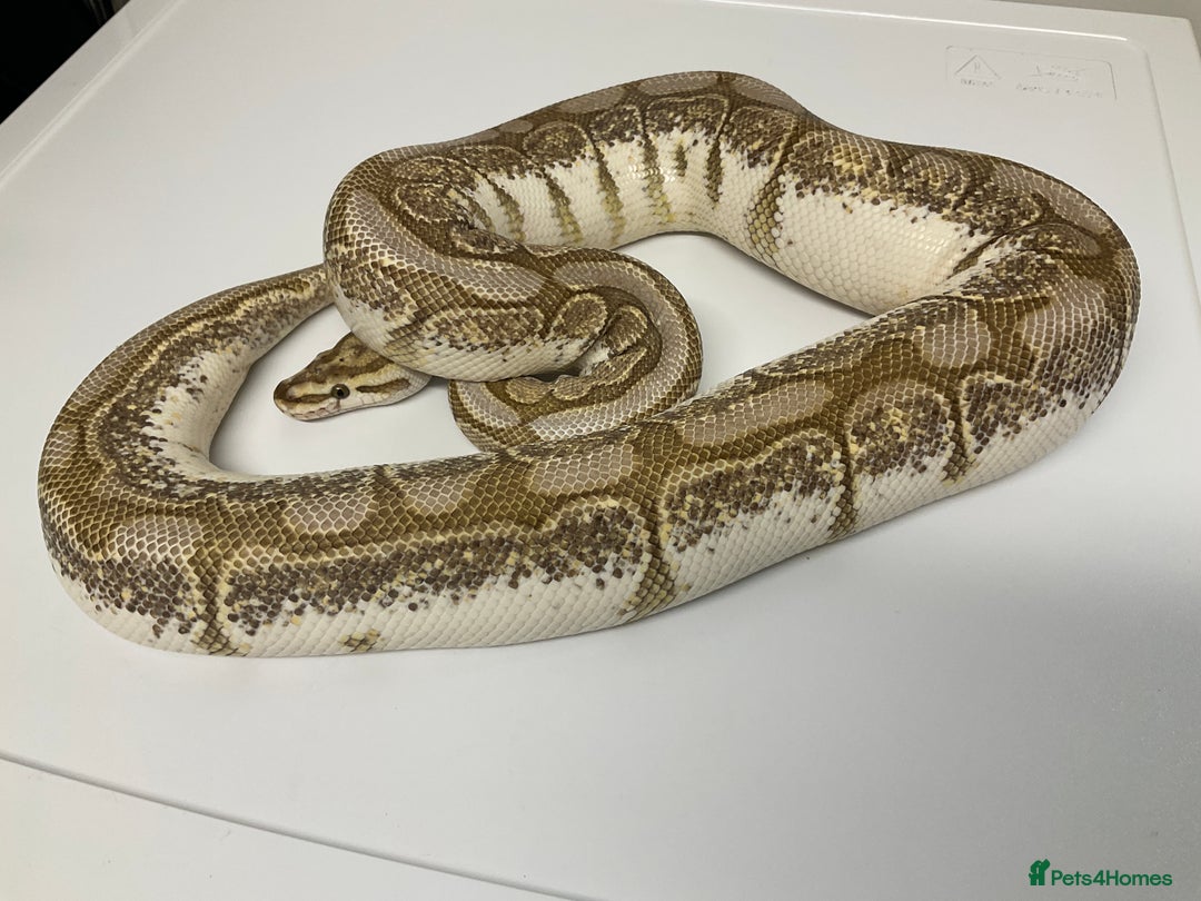 Python Snake reptiles for sale: Royal Pythons  - Image 6