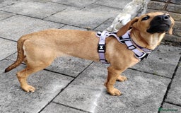 Mixed Breed dogs for adoption: Olive (Hound/Shepherd mix) - Image 14
