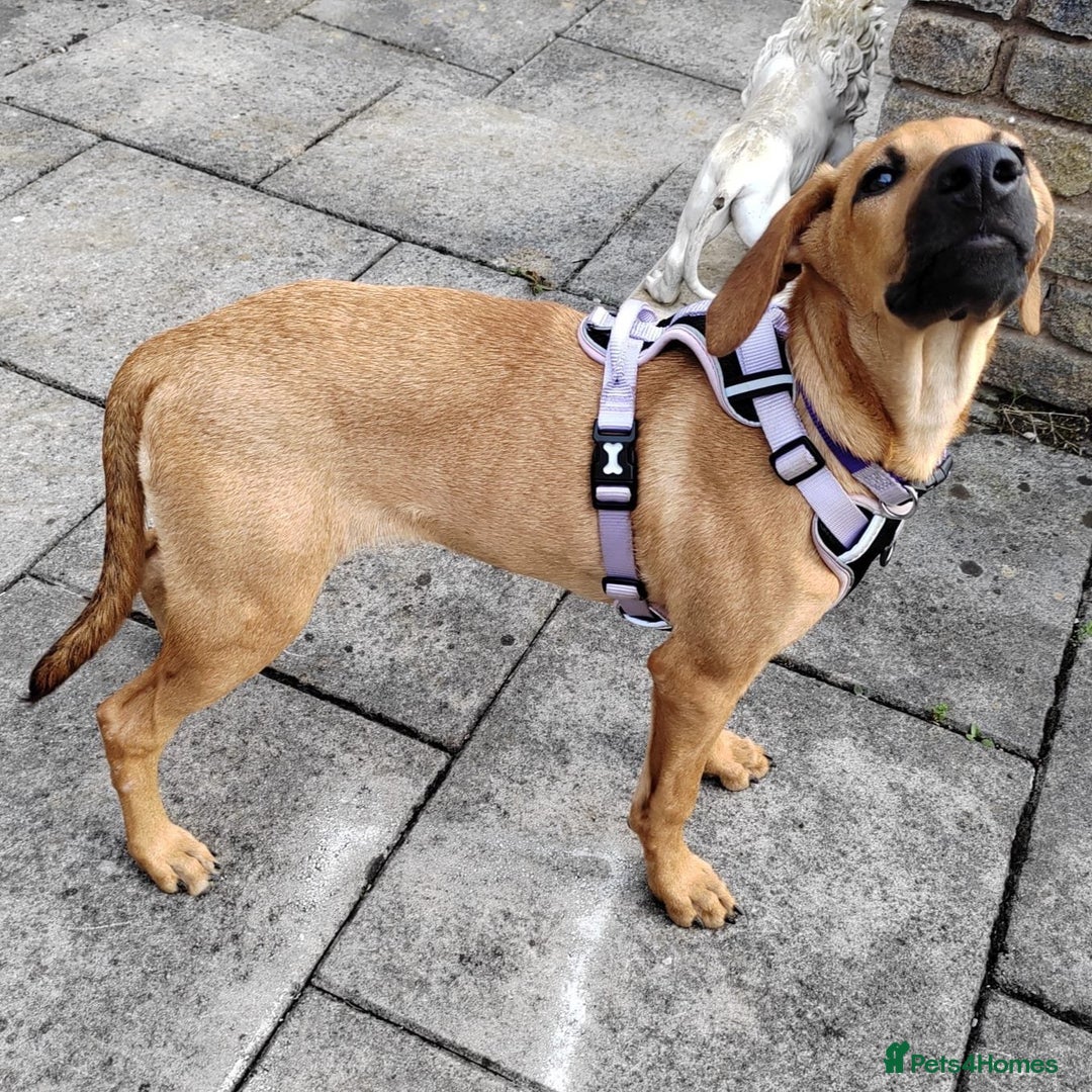 Mixed Breed dogs for adoption: Olive (Hound/Shepherd mix) - Image 14