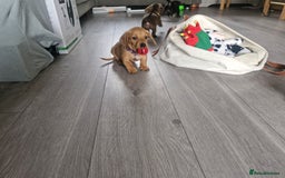 Miniature Dachshund dogs for sale: Miniature dachshund  - Image 4