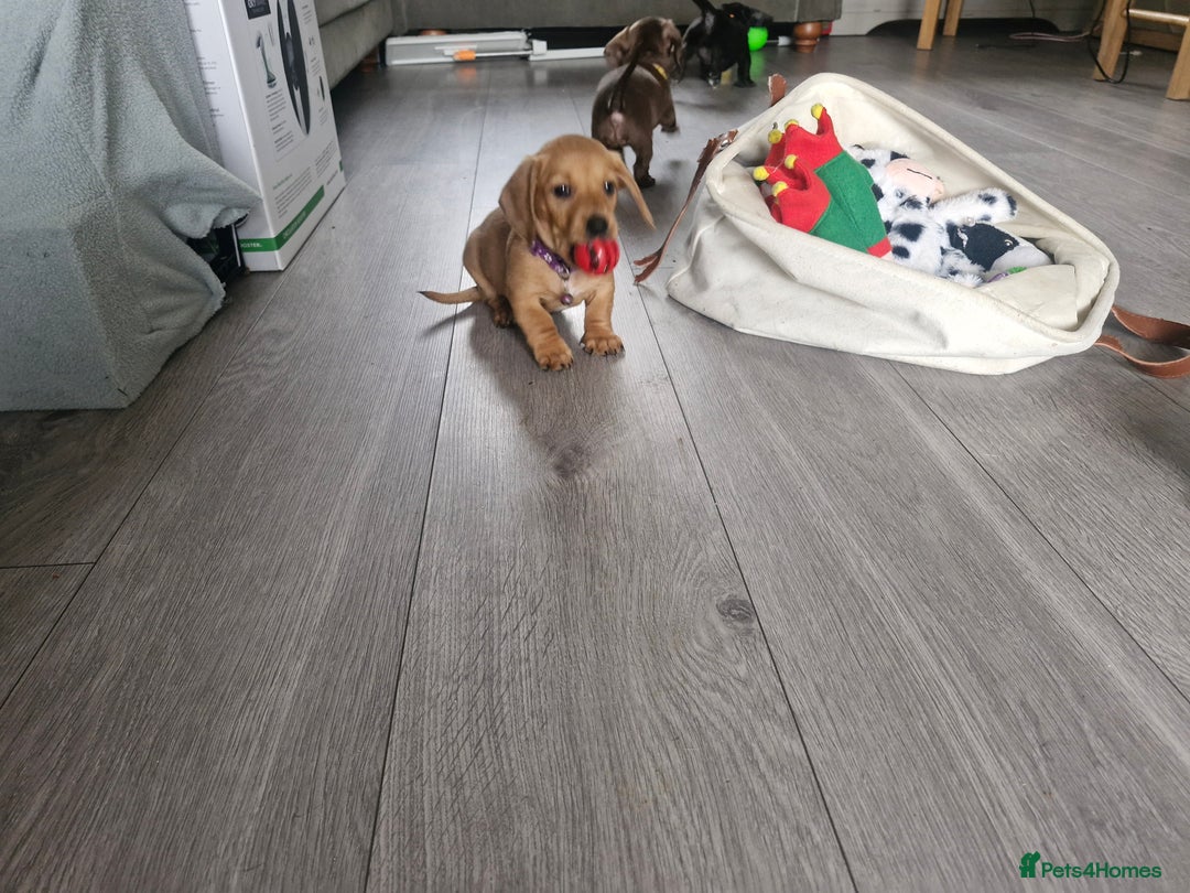 Miniature Dachshund dogs for sale: Miniature dachshund  - Image 4