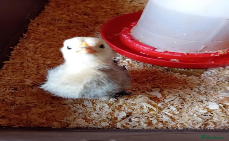 Chickens poultry - Advert 3