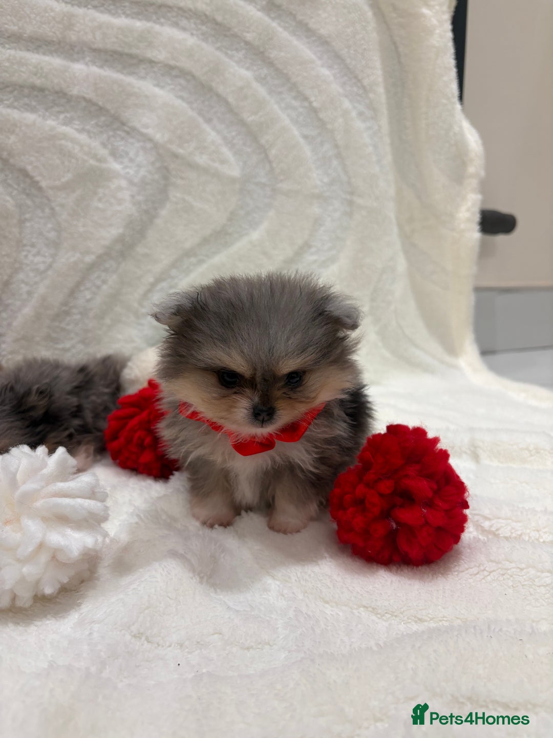 Pomeranian dogs for sale: RARE MINI MERLE FLUFFY POMERANIANS  - Advert 5