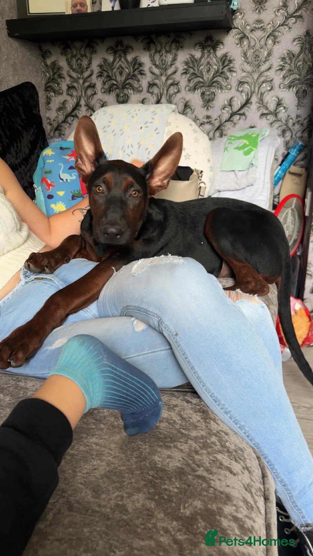 Mixed Breed dogs for sale: Laizhou Hong (Chinese red dog) puppies  in Rotherham - Image 2