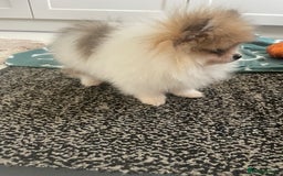 Pomeranian dogs for sale: Fluffy Pomeranian puppies - Image 30