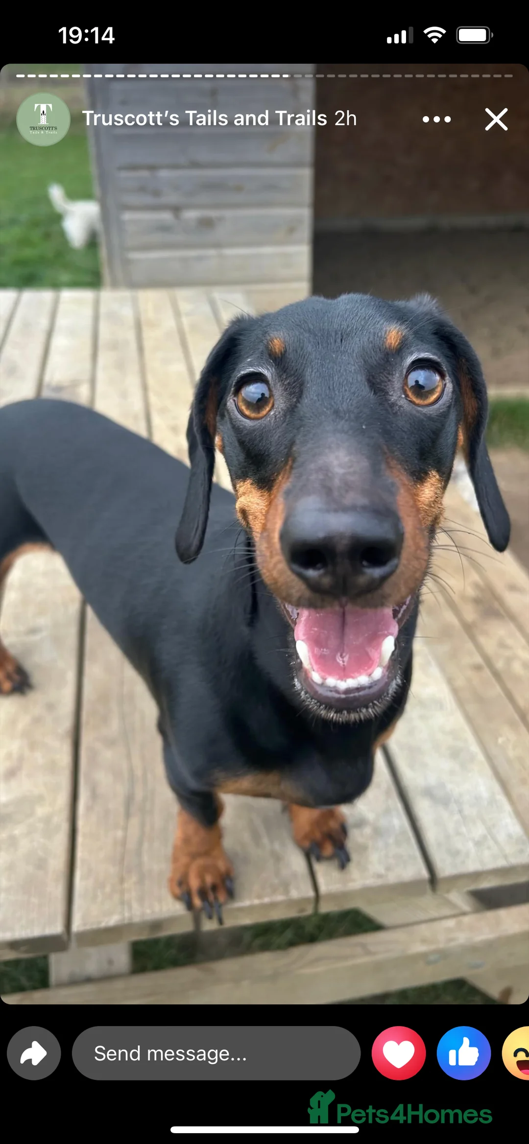 Dachshund dogs for sale: Dachshund  - Advert 3