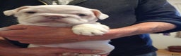 French Bulldog dogs for stud: Lilac and tan carrying cream, testable &amp; fluffy in Motherwell - Advert 17