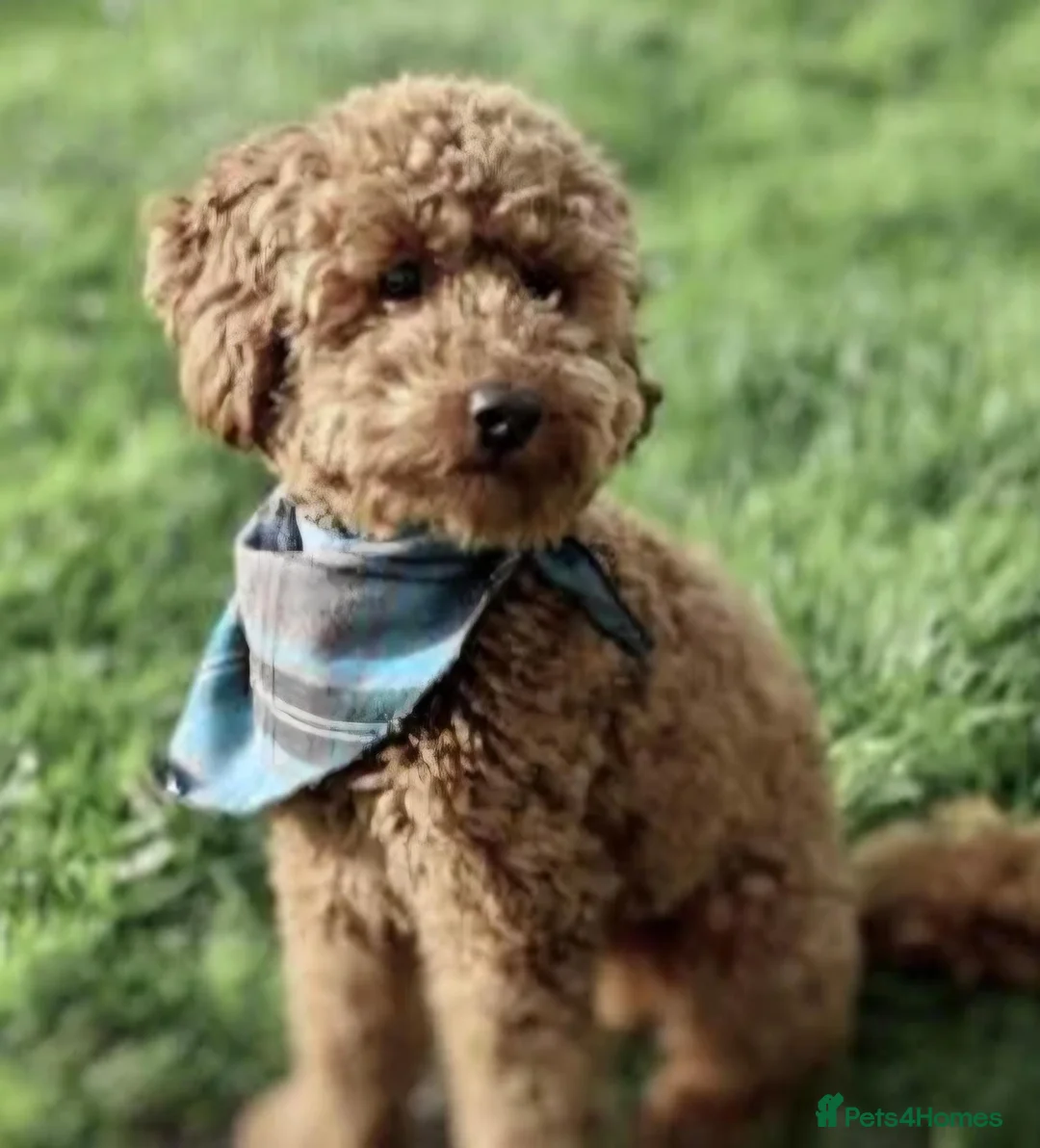 Cavapoo dogs for sale: Deep Red f1b toy cavapoos, health tested parents  - Advert 9