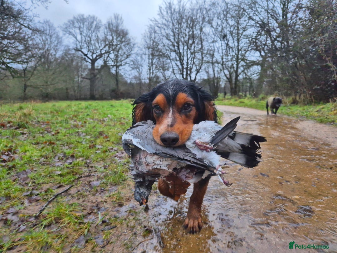 Cocker Spaniel dogs for stud: Working cocker spaniel for stud - Advert 2