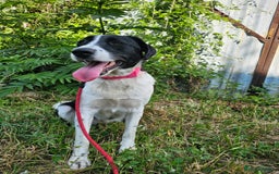 Mixed Breed dogs for adoption: NALA, a Lovely Girl - for a Loving Home - Image 6