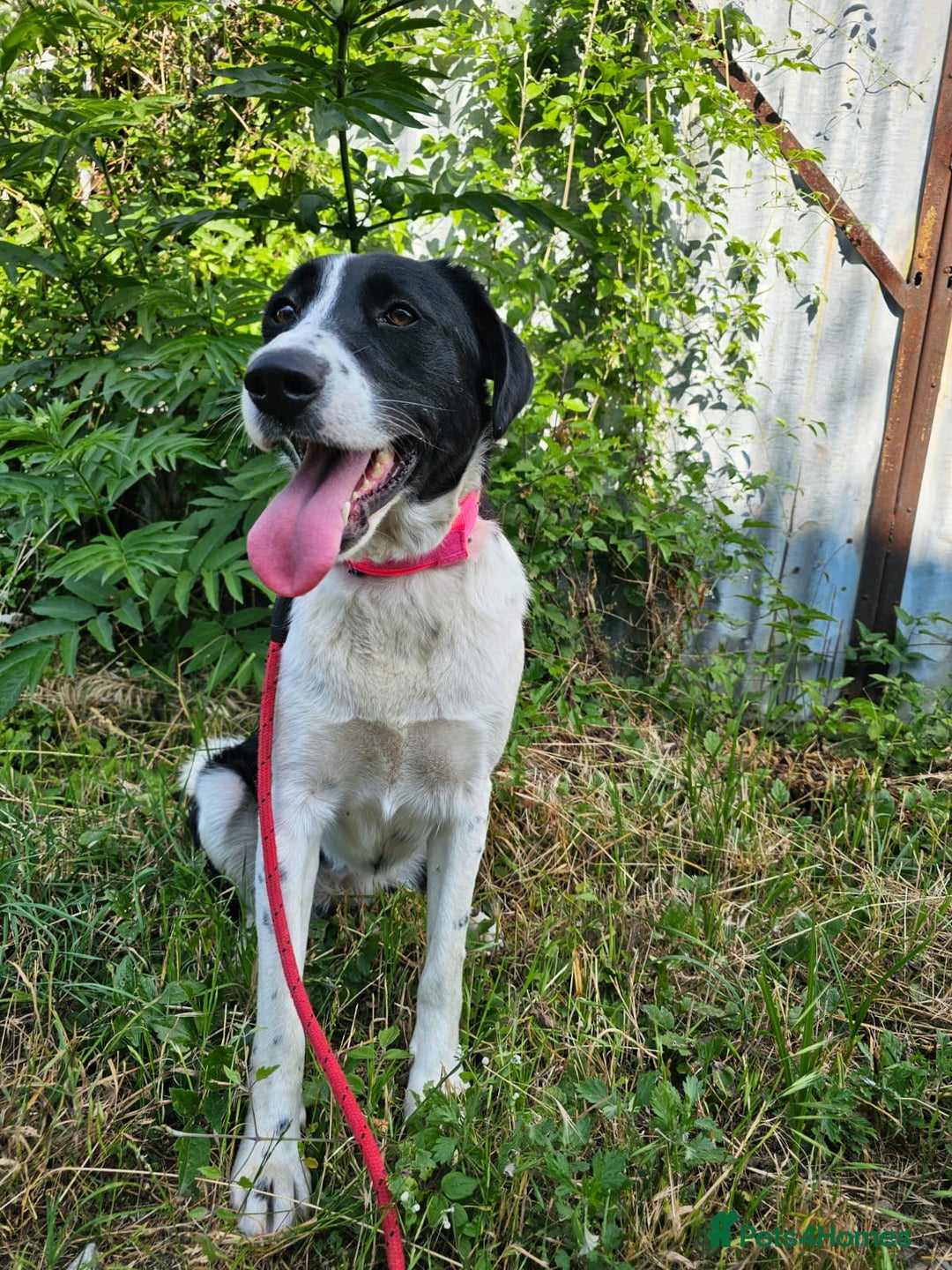 Mixed Breed dogs for adoption: NALA, a Lovely Girl - for a Loving Home - Image 6