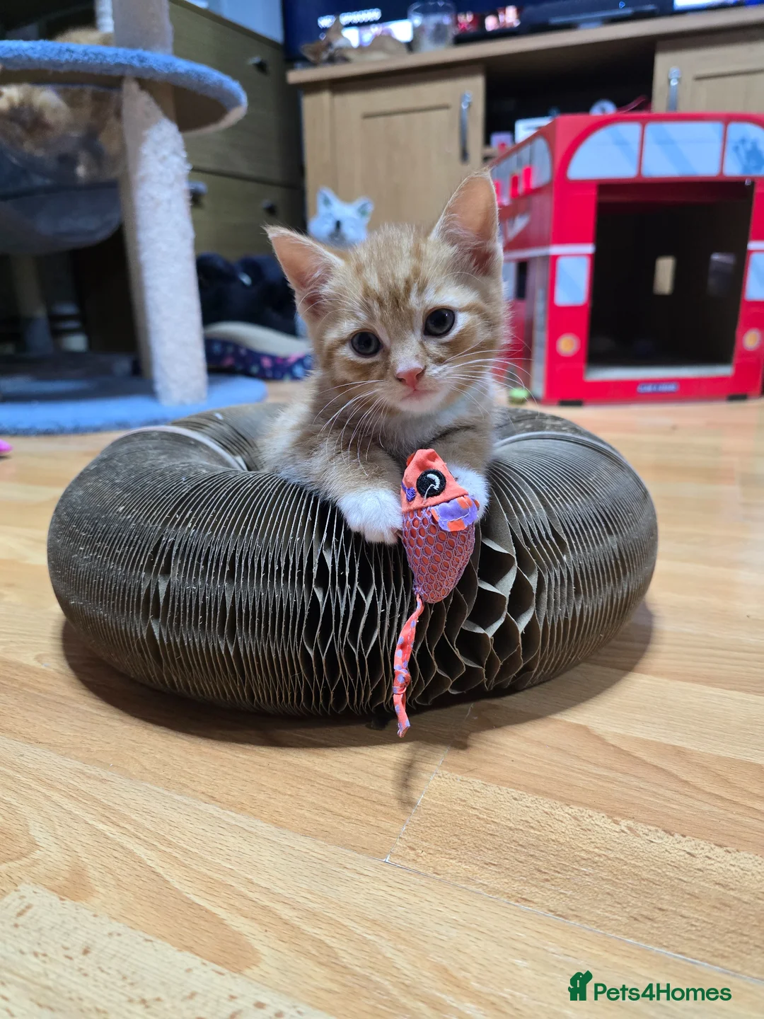 Domestic Shorthair cats for sale: 5 beautiful kittens for sale! Ginger and Calico in Nottingham - Advert 40