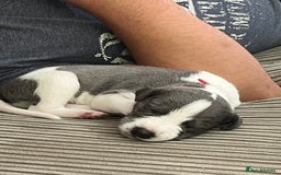 Whippet dogs for sale: Beautifully bred KC whippet pups - Image 2