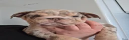 English Bulldog dogs for sale: british bulldog pups ready now  - Advert 17