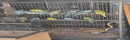 Budgerigars birds for sale: Budgies  - Advert 9