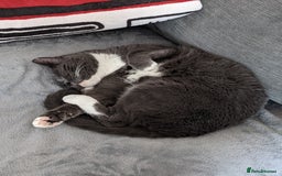 Siamese cats for sale: Older Siamese X seeking forever home - Advert 5