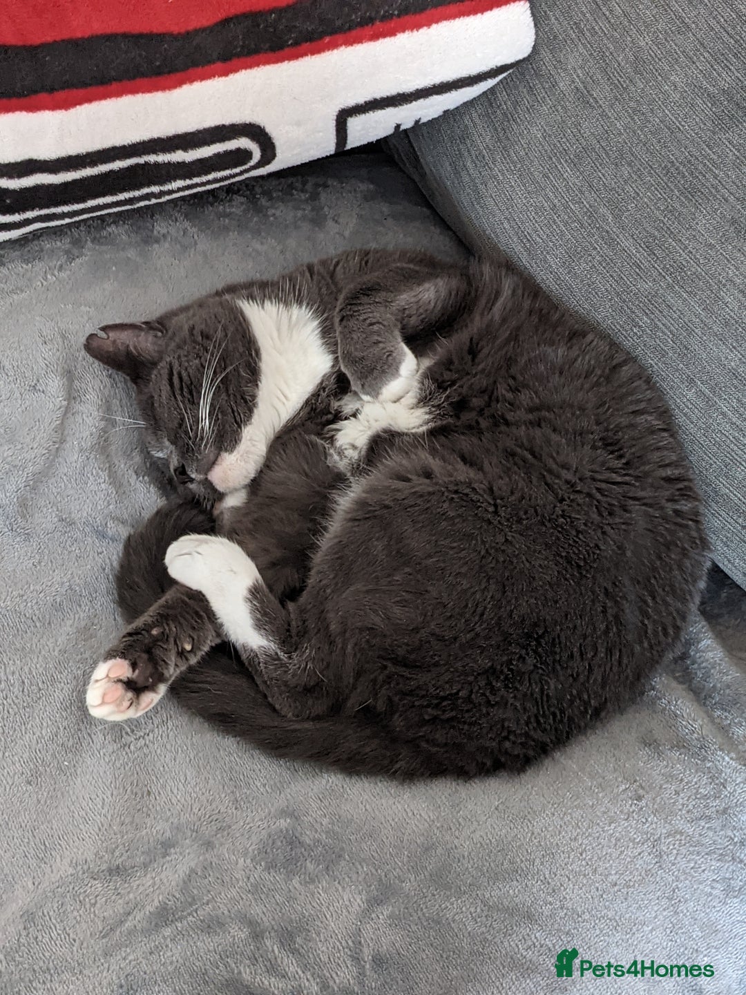 Siamese cats for sale: Older Siamese X seeking forever home - Advert 5