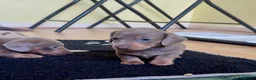 Dachshund dogs for sale: Reg miniature smooth daschunds  - Advert 15