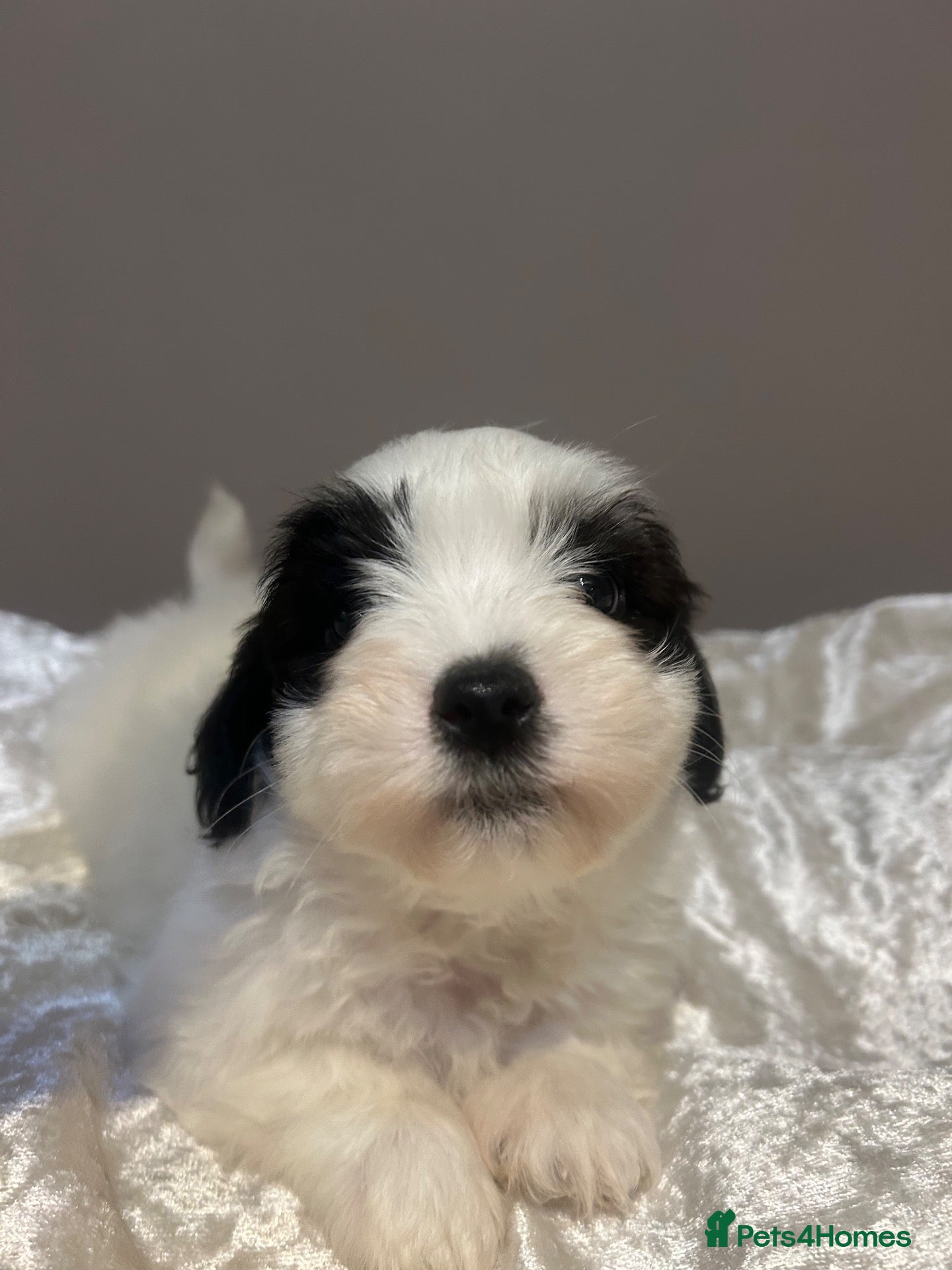 Coton De Tulear dogs Coton de Tulear puppies  - Advert 1