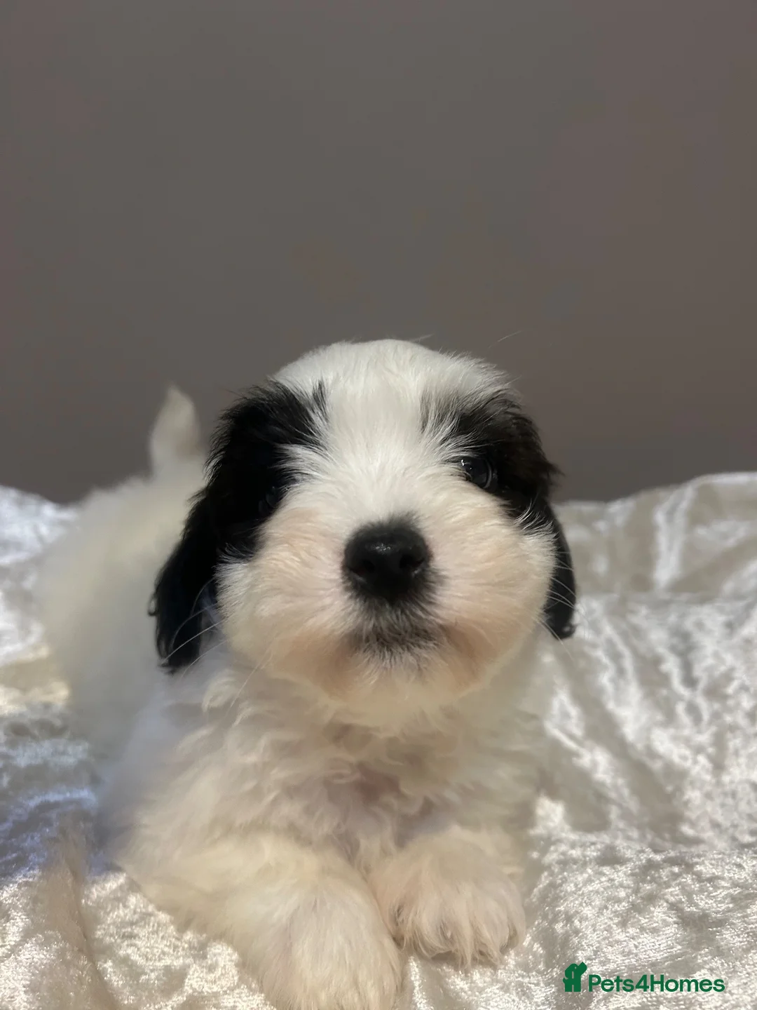 Coton De Tulear dogs for sale: Coton de Tulear puppies  - Advert 1