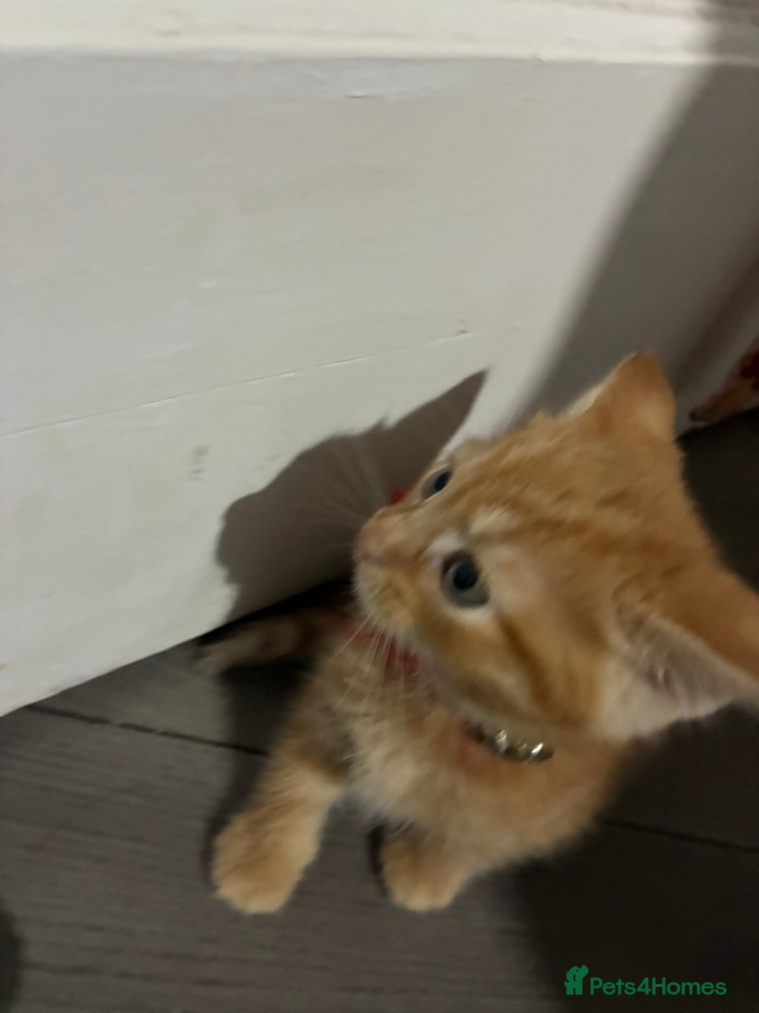 Mixed Breed cats for sale: 1ginger boy beautiful kitten left£150 uno  in London - Image 11