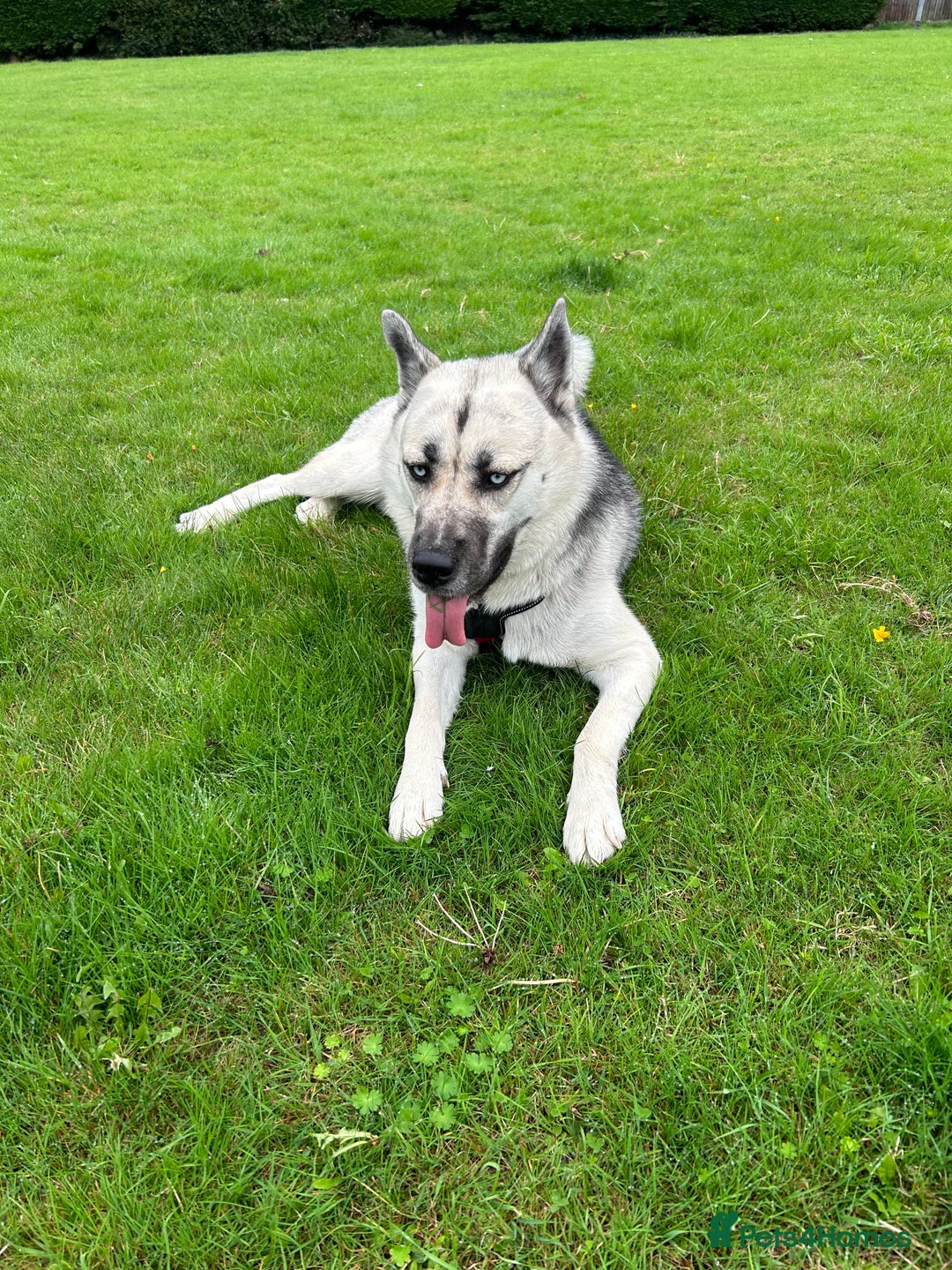 Siberian Husky dogs for sale: Lexi 3 years old  - Advert 8