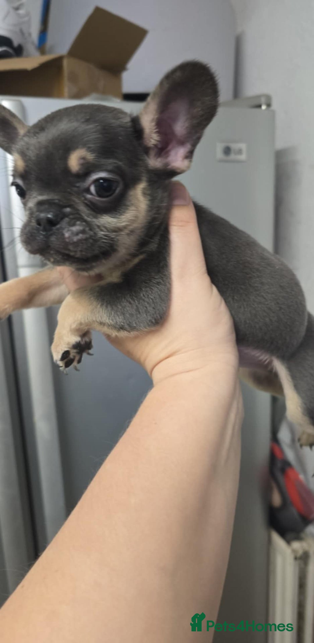 French Bulldog dogs for sale: Last little boy, L4 carrier - Advert 5