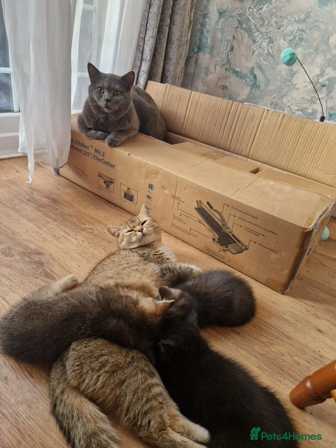 Mixed Breed cats for sale: Scottish straight mother-British shorthair Dad!!! - Advert 2