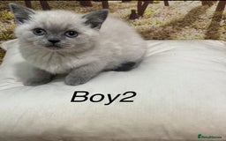British Shorthair cats for sale: British shorthair kittens  - Image 2