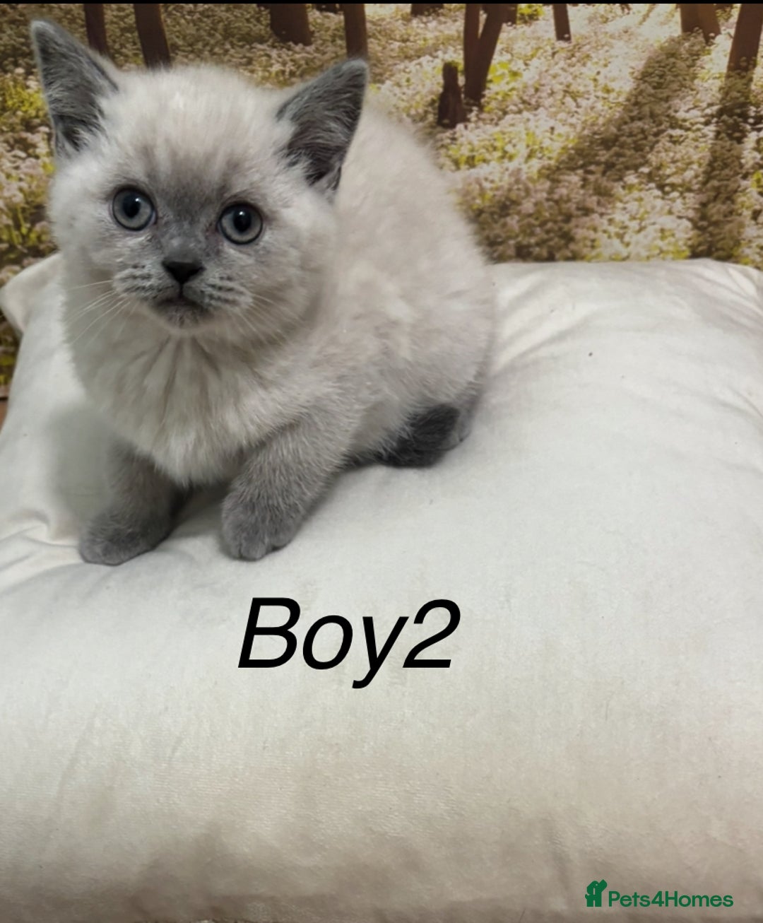 British Shorthair cats for sale: British shorthair kittens  - Image 2