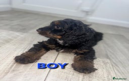 Cockapoo dogs for sale: Beautiful Cockapoo Puppies  - Image 6