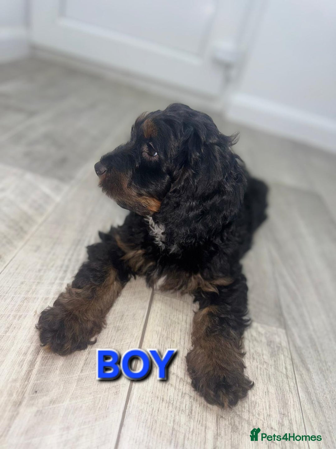 Cockapoo dogs for sale: Beautiful Cockapoo Puppies  - Image 6