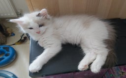 Ragdoll cats for sale: RAGDOLLS BOYS BLUE EYES VACCINATED MICROCHIPED  - Image 38