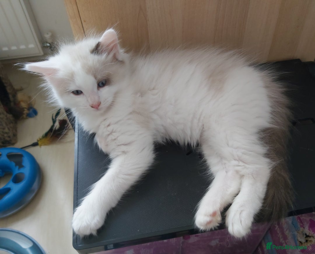 Ragdoll cats for sale: RAGDOLLS BOYS BLUE EYES VACCINATED MICROCHIPED  - Image 38