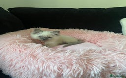 Ragdoll cats for sale: female ragdoll kitten  - Image 6