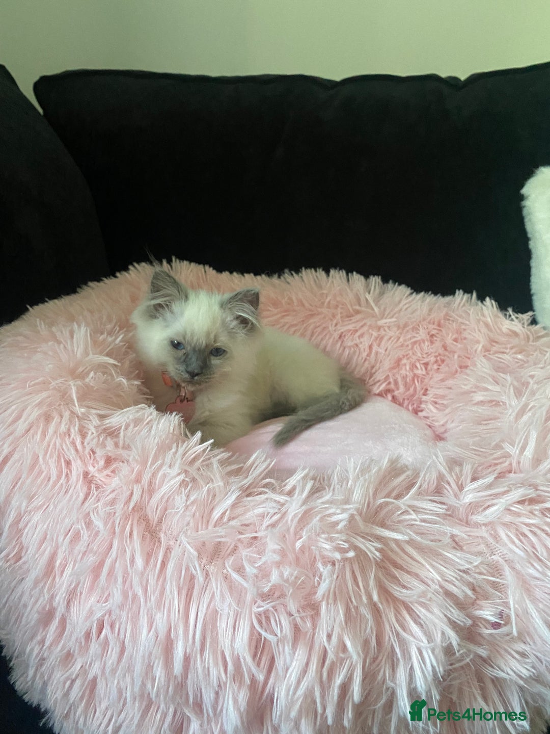 Ragdoll cats for sale: female ragdoll kitten  - Image 6