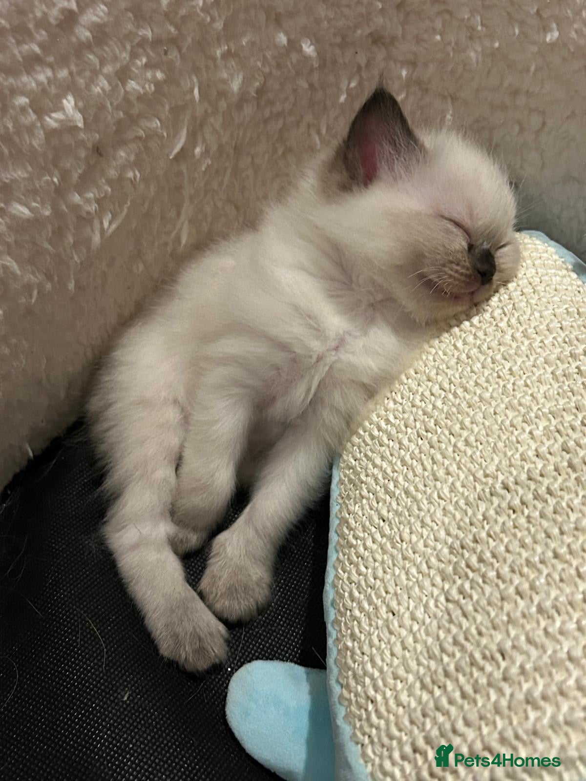 Ragdoll cats Only 2 beautiful ragdolls girls left  - Advert 1