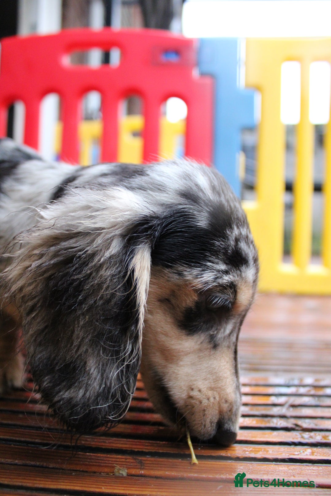 Miniature Dachshund dogs for sale: Long hair  - Advert 4