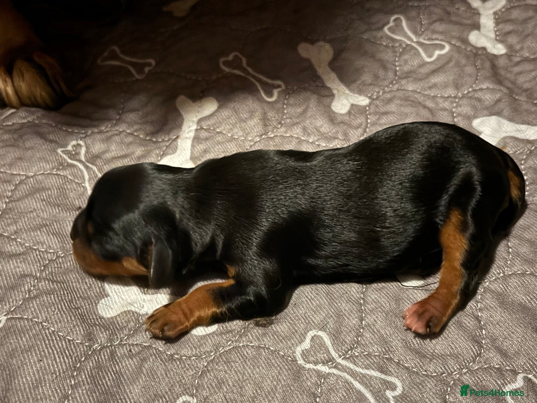 Cavalier King Charles Spaniel dogs for sale: Cavalier King Charles spaniel puppies  - Image 2