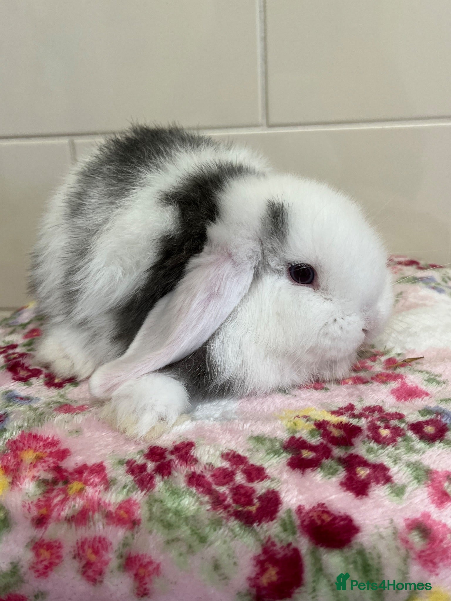 Mini Lop rabbits Beautiful litter of mini lops READY NOW  - Advert 2