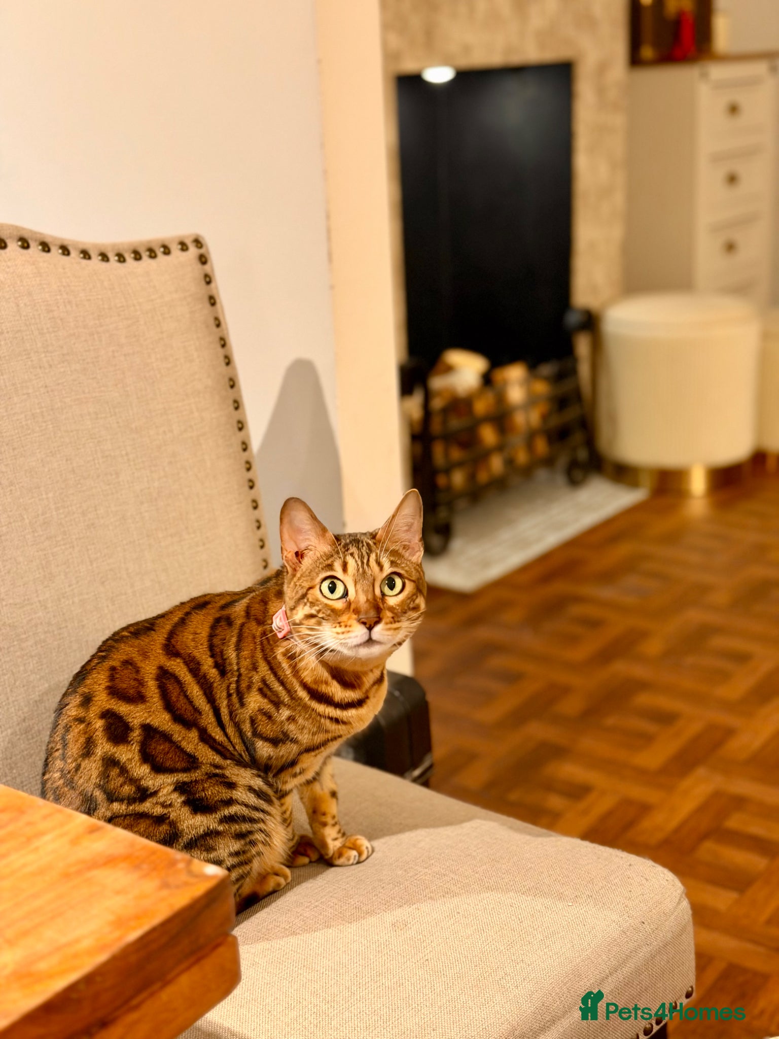 Bengal cats Champion Bengal - Advert 2