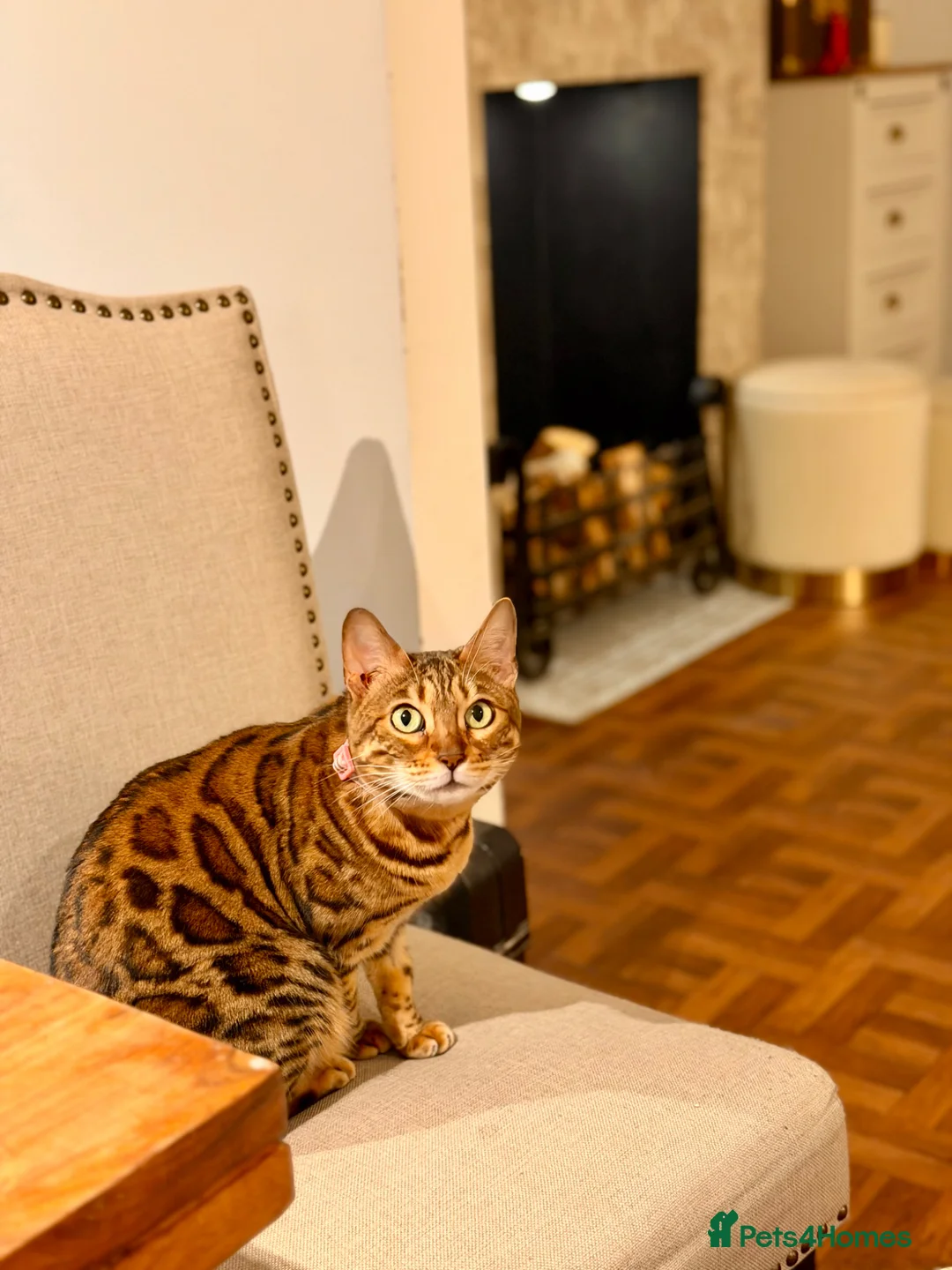 Bengal cats for sale: Champion Bengal in Colchester - Advert 1
