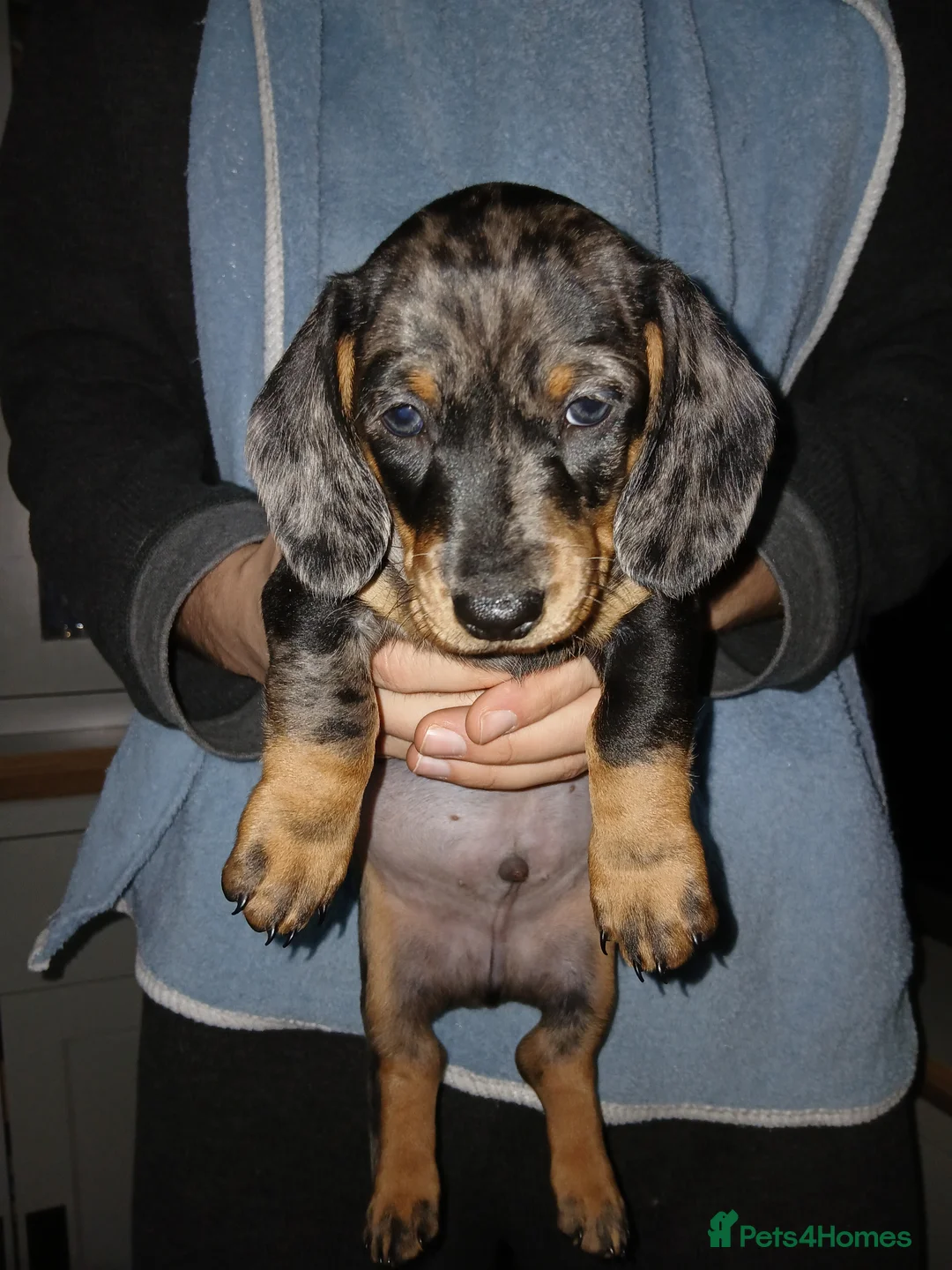 Miniature Dachshund dogs for sale: Miniture Dashund puppies - Advert 2