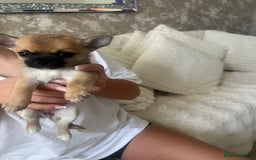 Pomchi dogs for sale: 5 beautiful xs pomchi (open to offers) - Image 4