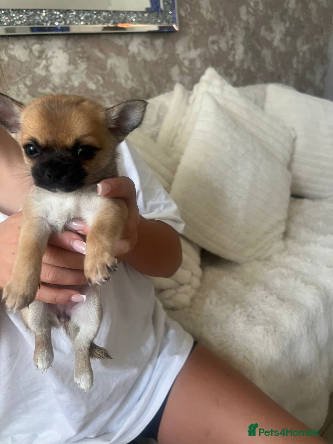 Pomchi dogs for sale: 5 beautiful xs pomchi (open to offers) - Image 4