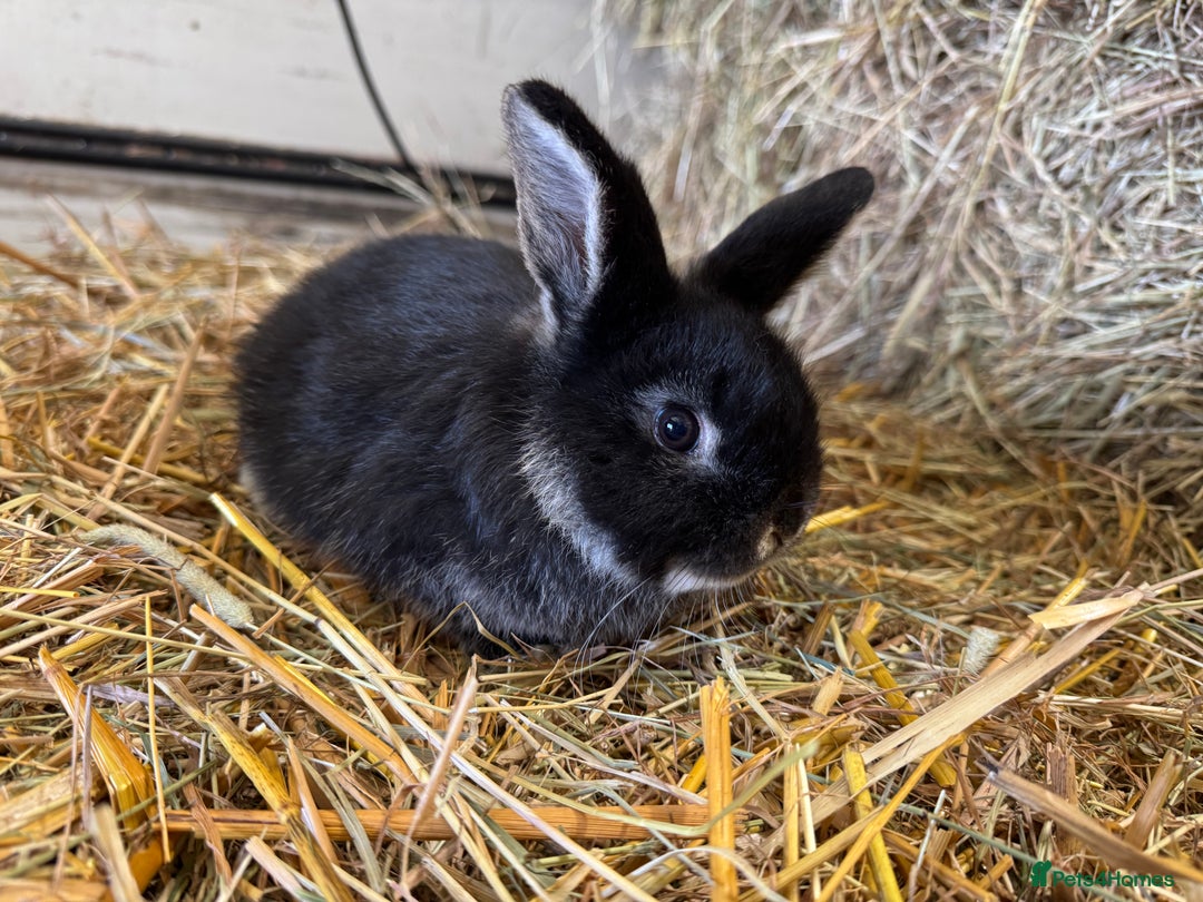 French Lop rabbits for sale: Beautiful Miniature Lop Does - Advert 13