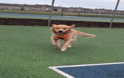 Golden Retriever dogs for stud: Fully Health & Sperm Tested KC Golden Retriever in Saltcoats - Image 2